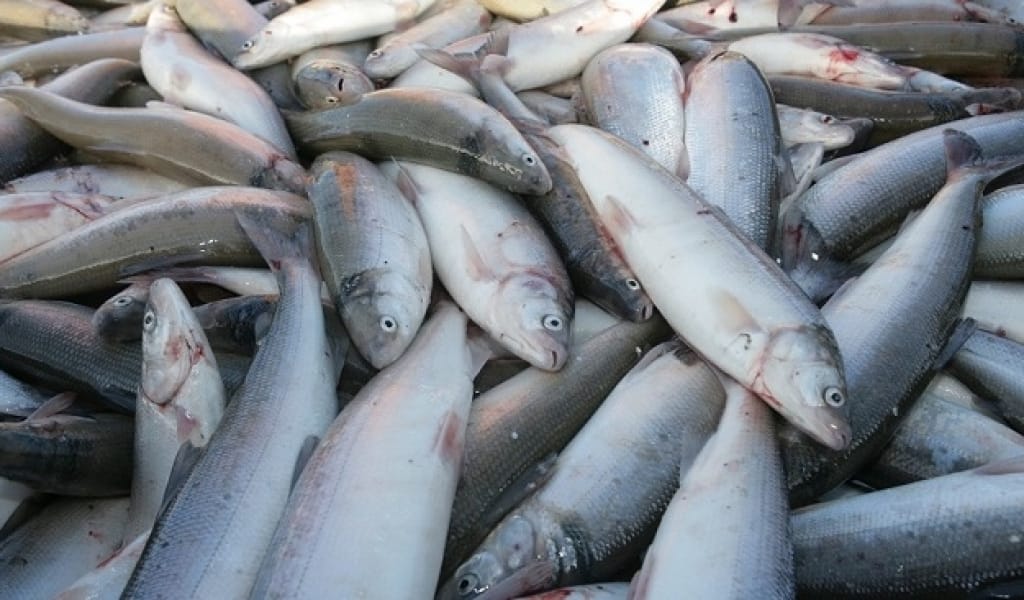 БАЛЫҚ ШАРУАШЫЛЫҒЫН ДАМЫТАМЫН ДЕУШІЛЕРГЕ ҚАРЖЫЛАЙ ЖЕҢІЛДІК БАР