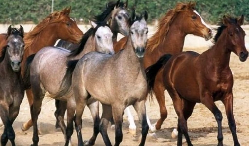 ҚҰЛАГЕРДІ ҚАШАНҒЫ СЫРТТАН ТАСИМЫЗ НЕМЕСЕ ҚАЗАҚТЫҢ ҚАЗАНАТЫ ҚАЙДА?