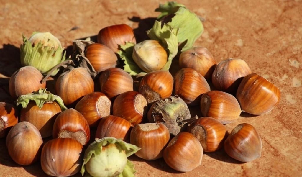 ЕҢБЕКШІҚАЗАҚ АУДАНЫНДА КӨПШІЛІККЕ ТАҢСЫҚ ЖАҢҒАҚ ӨСІРІЛЕ БАСТАДЫ