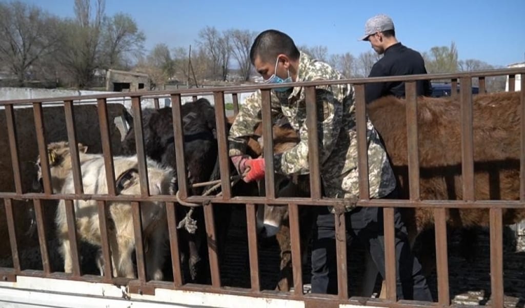 КӨКСУ ӨҢІРІНДЕ МАЛ ЖАЯТЫН ЖАЙЫЛЫМ БОЛМАЙ ЖАТЫР: ӘКІМДІК ЖАУАБЫ