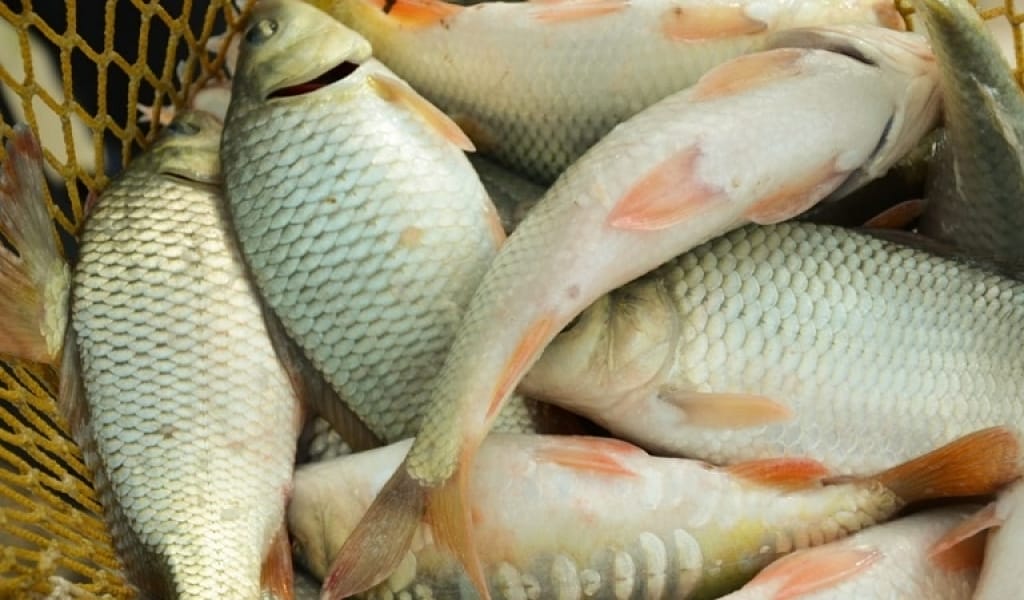 БАЛҚАШТАҒЫ БАЛЫҚ ШАРУАШЫЛЫҚТАРЫ БЮДЖЕТКЕ ҚОМАҚТЫ ҚАРЖЫ ҚҰЙДЫ