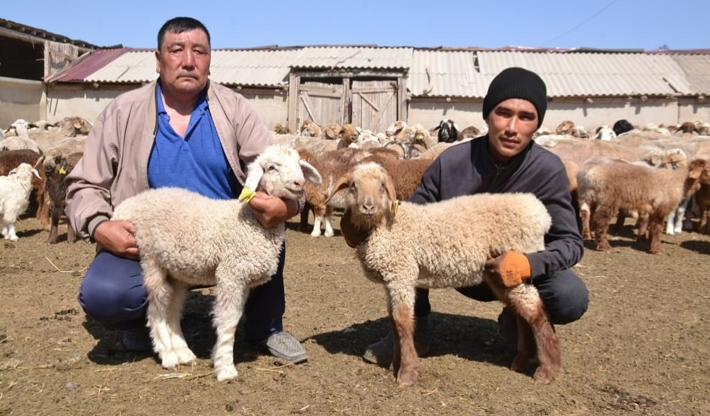 ҚОЙ ҚОЗДАП, ҚОРАДА ШУ: БАЛҚАШ АУДАНЫНДА МАЛ ТӨЛДЕТУ НАУҚАНЫ ҚЫЗУ