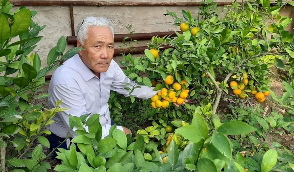 ЕҢБЕКШІҚАЗАҚ АУДАНЫНДА ТҰРАТЫН КӘСІПКЕР ЛИМОН ӨСІРІП ОТЫР