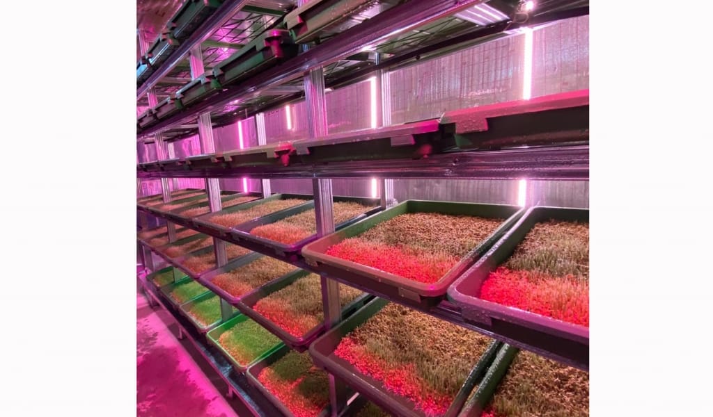 ЖЕМШӨПТІ ТОПЫРАҚСЫЗ ӨСІРЕДІ