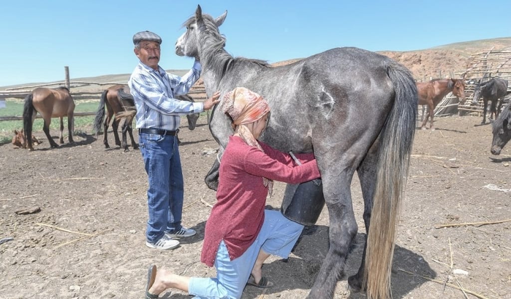 МИЛЛИОНЕР ЕСІМДІ КӘСІПКЕР ҚАЛА ІРГЕСІНДЕ ЖЫЛҚЫ МЕН ТҮЙЕ ҰСТАП ОТЫР