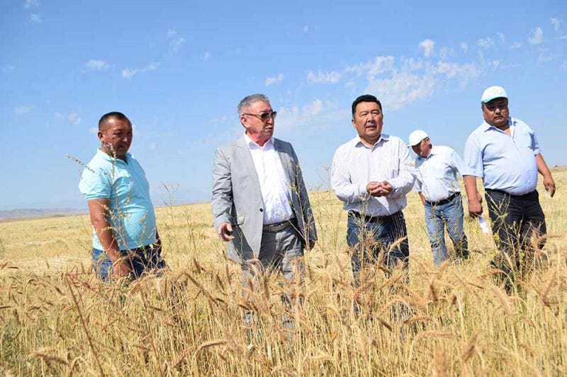 Егінжайда қызу еңбек