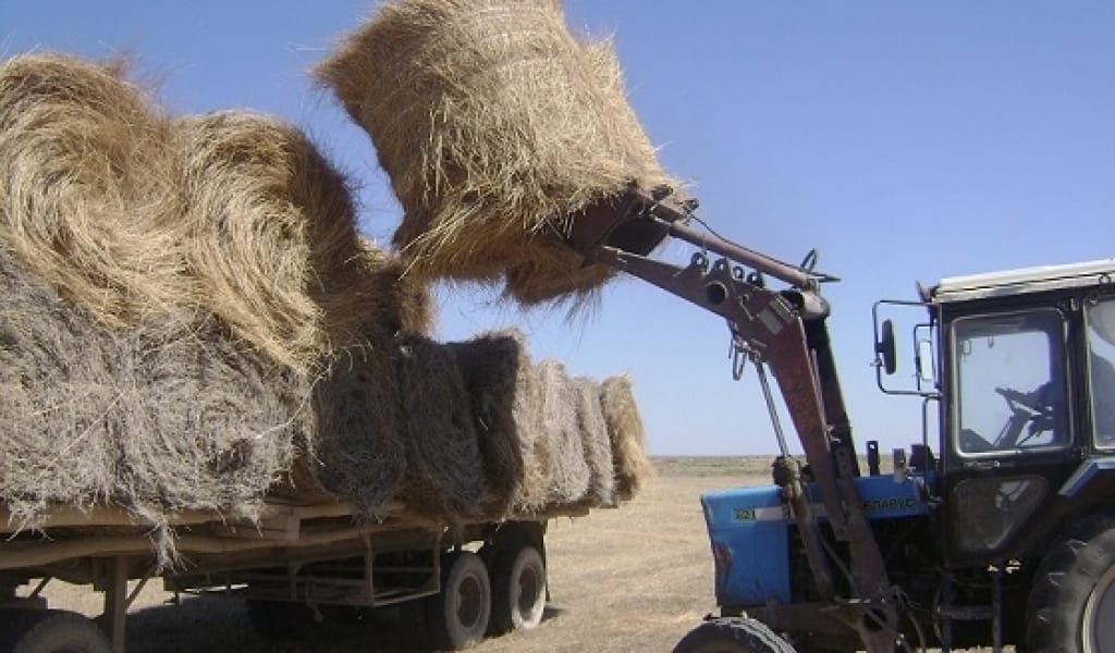 ЖЕТІСУЛЫҚТАР ҚУАҢШЫЛЫҚ ЖАЙЛАҒАН ӨҢІРЛЕРГЕ ЖЕМШӨП ЖӨНЕЛТТІ