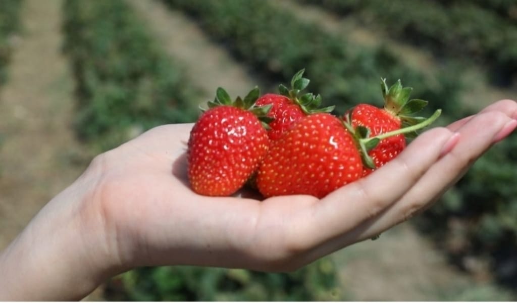 ЕСКЕЛДІ АУДАНЫНДА КҮНІНЕ 200 КЕЛІ ҚҰЛПЫНАЙ ЖИНАЙТЫН ҚОЖАЛЫҚ БАР