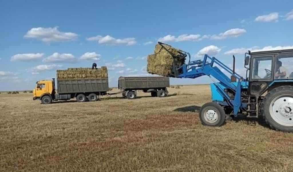 КЕГЕН АУДАНЫНДА ҚУАҢШЫЛЫҚ СЕЗІЛЕ БАСТАДЫ: ШАРУАЛАР ДАБЫЛЫ
