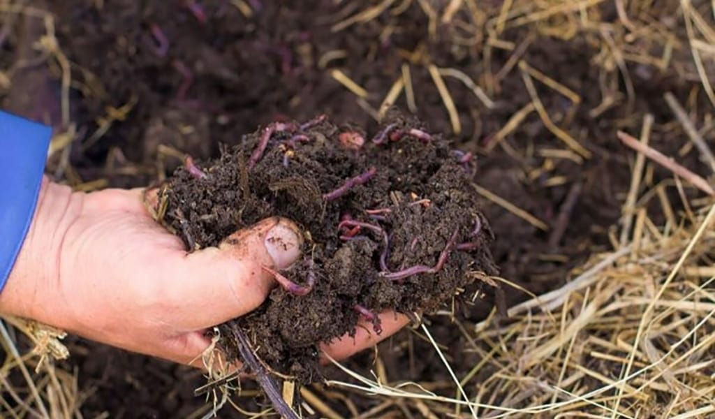 СЕКСЕННЕН АСҚАН ҚАРИЯ ТАБИҒИ ТЫҢАЙТҚЫШТЫҢ ЖАҢА ТҮРІН ЖАСАДЫ