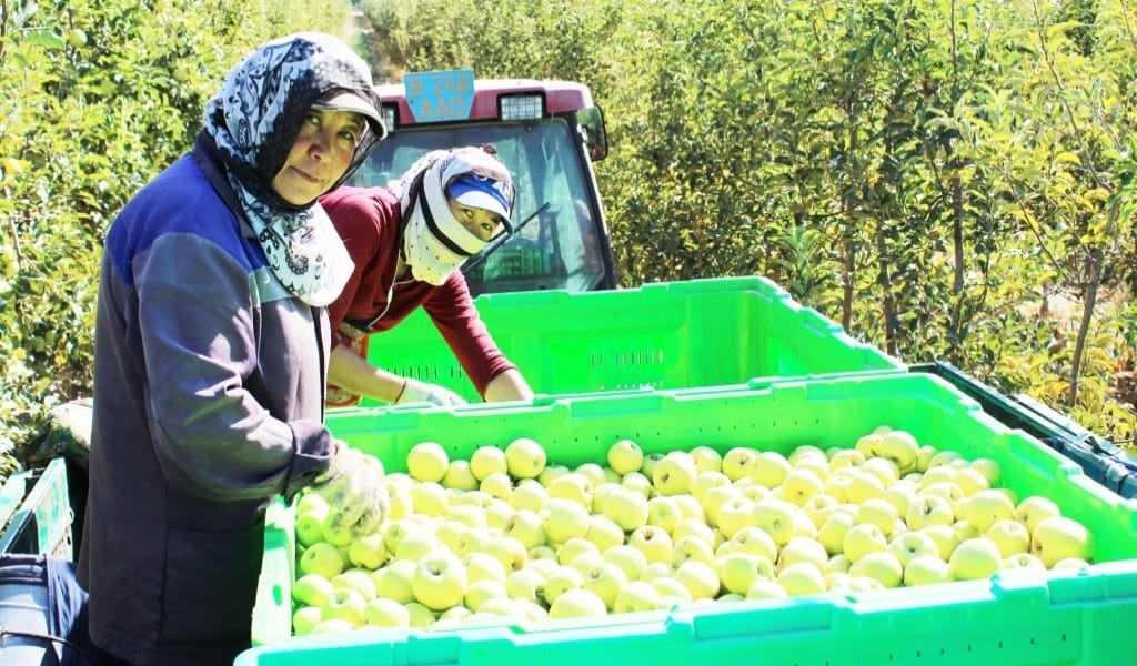"АЛМАНЫ ҚЫСЫ-ЖАЗЫ САҚТАУҒА БОЛАДЫ": ИНТЕНСИВТІ БАҚТЫҢ ИГІЛІГІ