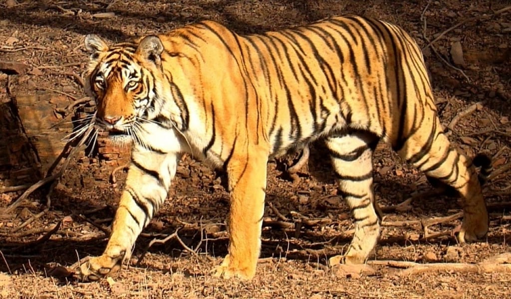 Жігіт спермамен жабылған мүшесін сорады.