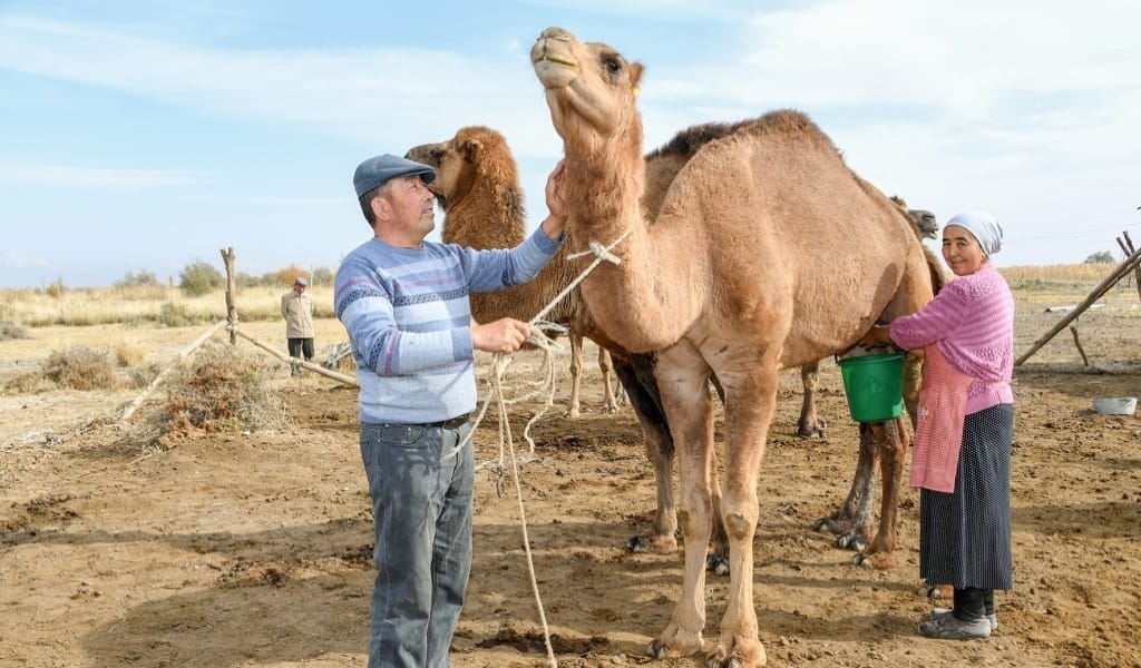 ЖАРКЕНТ МАҢЫНДА ҚЫТАЙДАН КЕЛГЕН ҚАНДАСТАР ТҮЙЕ КӨБЕЙТІП ЖАТЫР