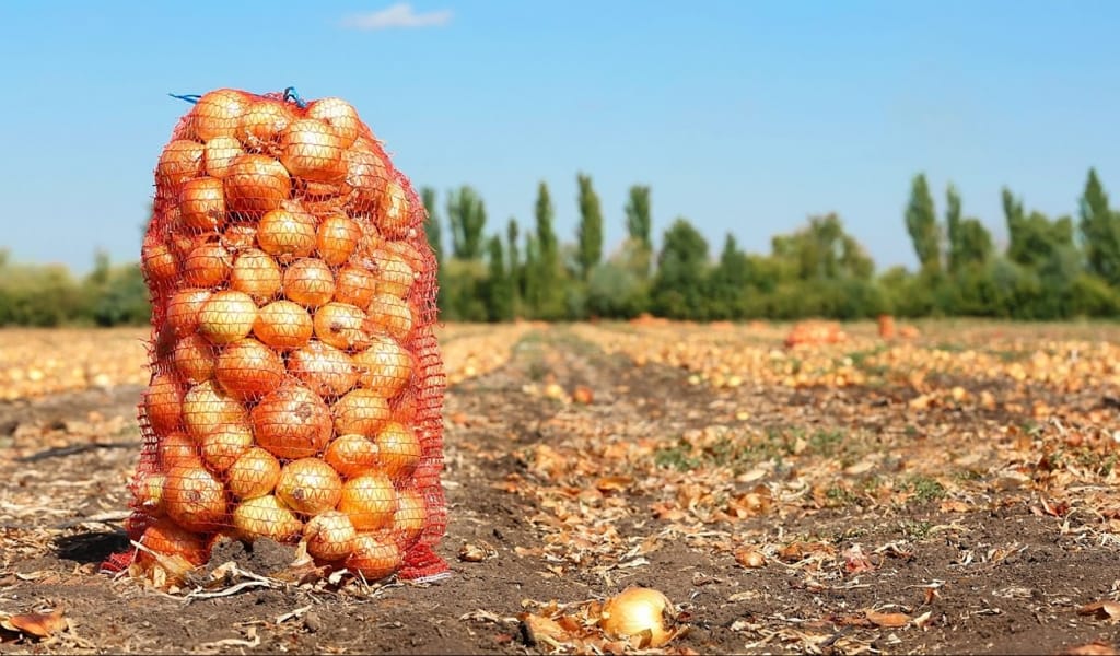 ПИЯЗДАН МОЛ ӨНІМ АЛДЫ