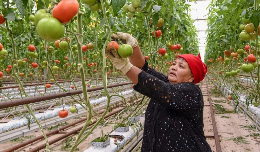 ҰЙҒЫР АУДАНЫНДА ҚЫСЫ-ЖАЗЫ ҚЫЗАНАҚ ПІСІП ТҰРАТЫН АЛҚАП БАР