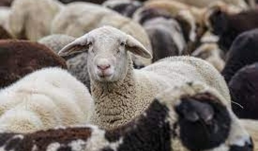 ШЕЛЕКТЕ ҮШ ҰРЫ БІРІГІП, 70-ТЕН АСҚАН ҚАРИЯНЫҢ ҚОЙЫН ҰРЛАП КЕТТІ