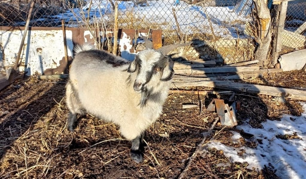 ТЕКЕ ЖЕТЕКТЕГЕН ТӨРТЕУ: АЛАКӨЛ АУДАНЫНДА МАЛ ҰРЫЛАРЫ ҰСТАЛДЫ