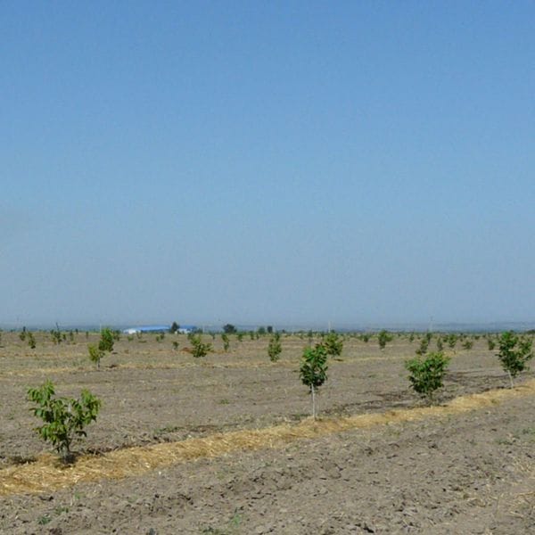 Жаңғақ көптеп өсіріледі