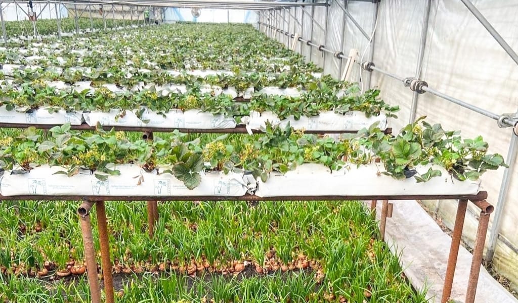 ҚЫСТЫҢ ҚАҚАҒАН АЯЗЫНДА ҚҰЛПЫНАЙ ПІСІП ЖАТЫР - КӨКСУ АУДАНЫ