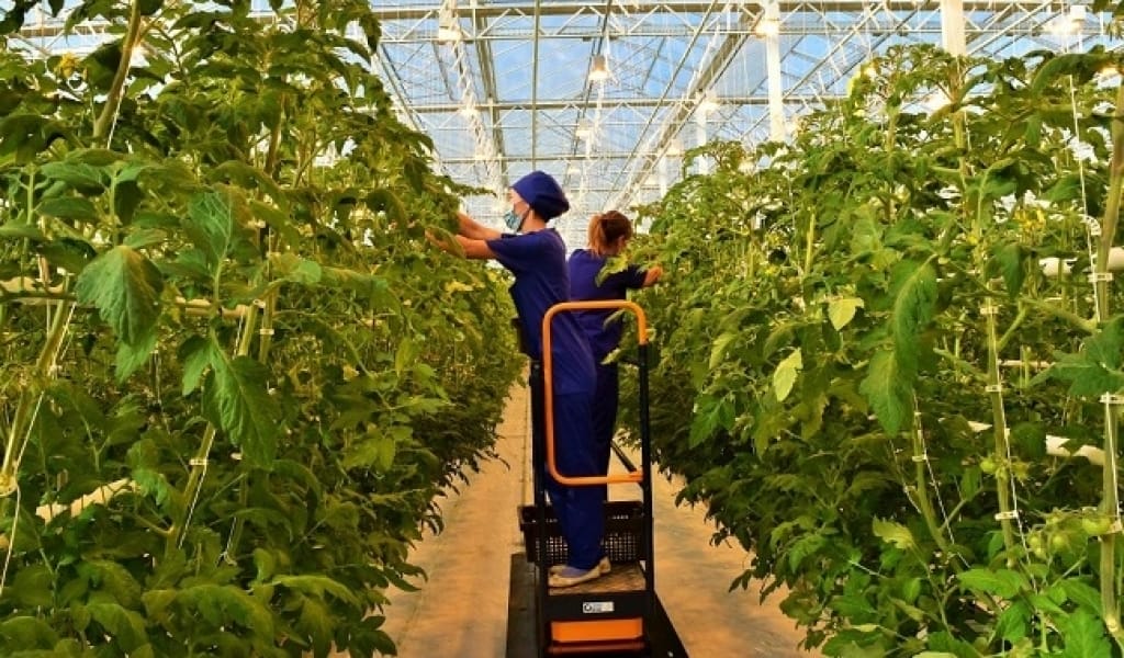АЛМАТЫ ОБЛЫСЫНДА КӨКӨНІС ӨСІРУ КӨЛЕМІ ЕКІ ЕСЕГЕ ҰЛҒАЙТЫЛАДЫ
