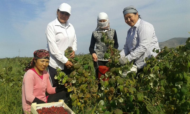 Таңдайға татымды таңқурай