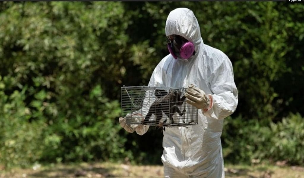 ҚАЗАҚСТАНДА МАЙМЫЛ ШЕШЕГІН ЖҰҚТЫРУ ОҚИҒАСЫ ТІРКЕЛГЕН ЖОҚ - БАС САНИТАР