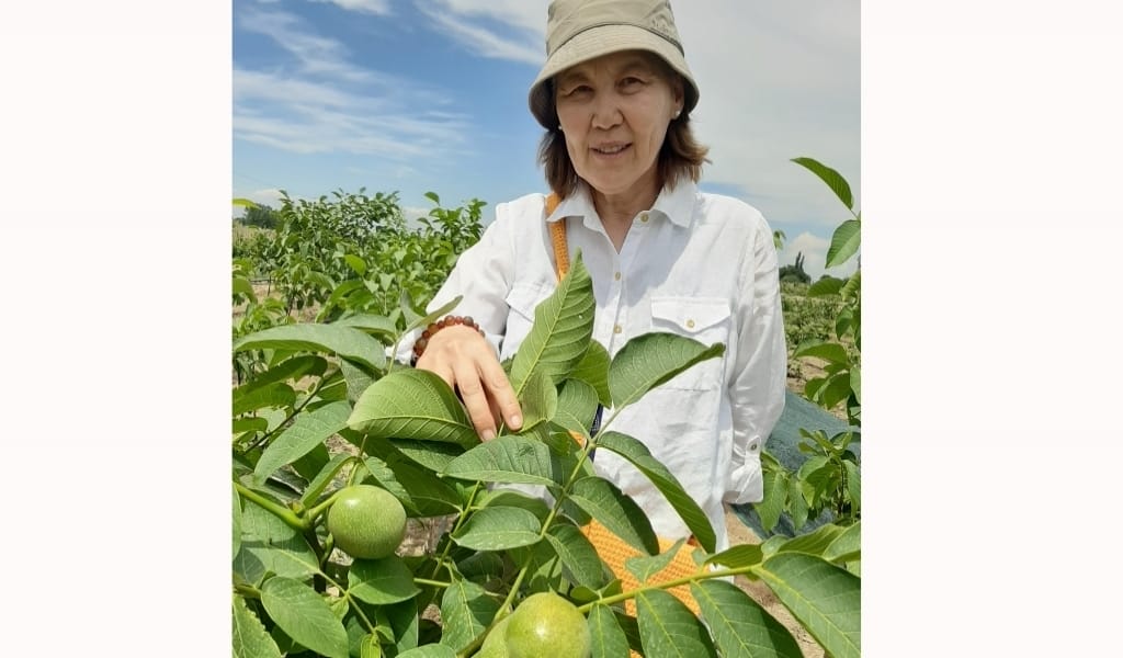 ГРЕК ЖАҢҒАҒЫН ӨСІРУШІЛЕР ҚОЛДАУҒА ЗӘРУ - ЕҢБЕКШІҚАЗАҚ АУДАНЫ