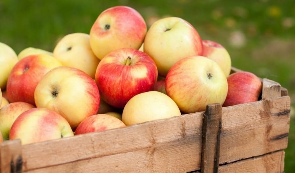 ЕҢБЕКШІҚАЗАҚ АУДАНЫНДА ЕУРОПАЛЫҚ КОМПАНИЯ АЛМА ӨСІРЕДІ. ДӘМІ ҚАНДАЙ?