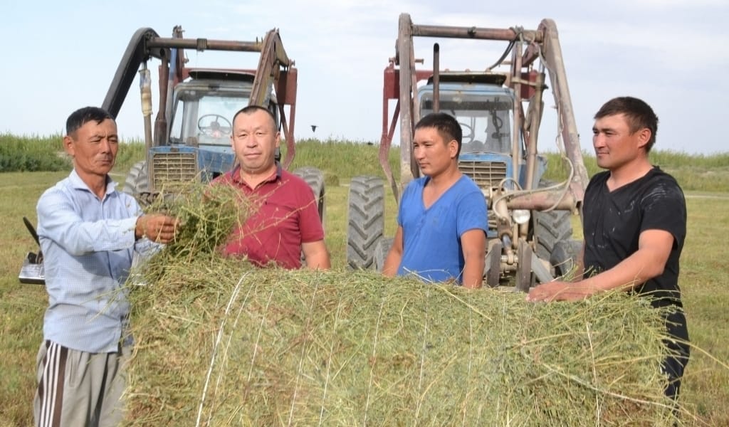 БИЫЛ ҚУАҢШЫЛЫҚ ЖОҚ. БАЛҚАШ АУДАНЫНДА ШӨП ОРУ НАУҚАНЫ БАСТАЛДЫ