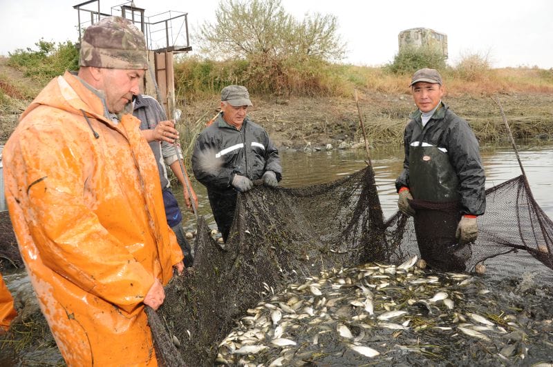 Балық өсірудің берері мол