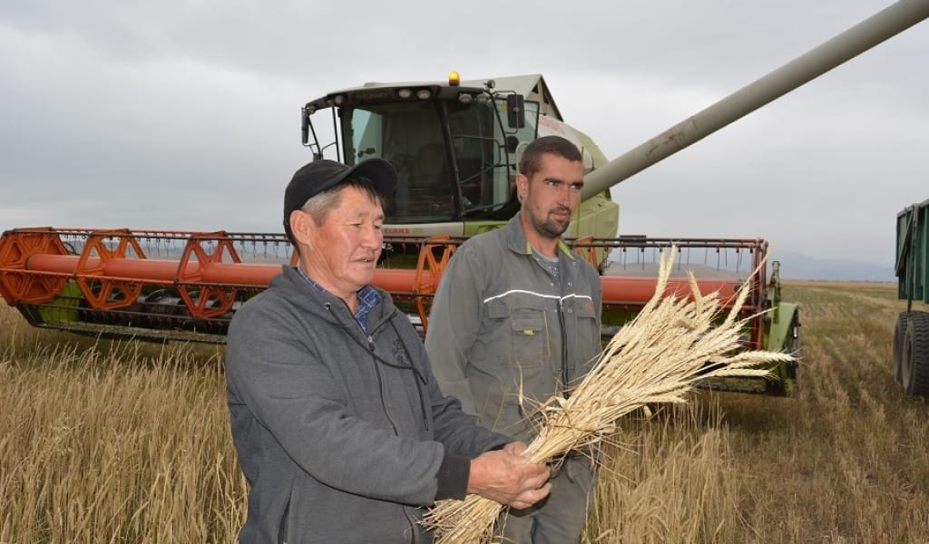 БИЫЛ КҮЗДІК БИДАЙДАН ТҮСІМ МОЛ. КЕГЕНДІК ШАРУАЛАРДЫҢ КӨҢІЛІ ТОҚ