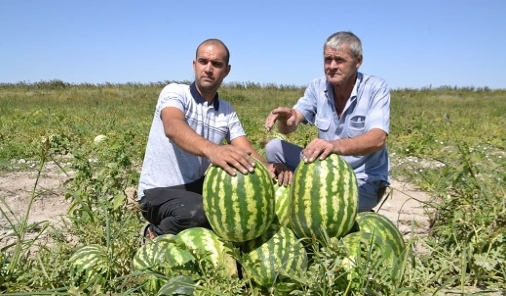 ҚАРБЫЗ ӨСІРУШІЛЕРГЕ ҚОЛАЙЛЫ ЖАҒДАЙ ЖАСАЛҒАН - БАЛҚАШ АУДАНЫ