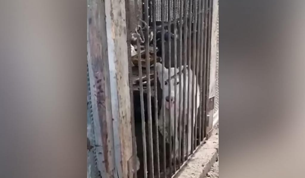 ҚАСКЕЛЕҢДЕ ҚАТЫГЕЗДІКПЕН ИТ СОЯТЫН ЖЕР БАР МА? ТЕРГЕУ БАСТАЛДЫ