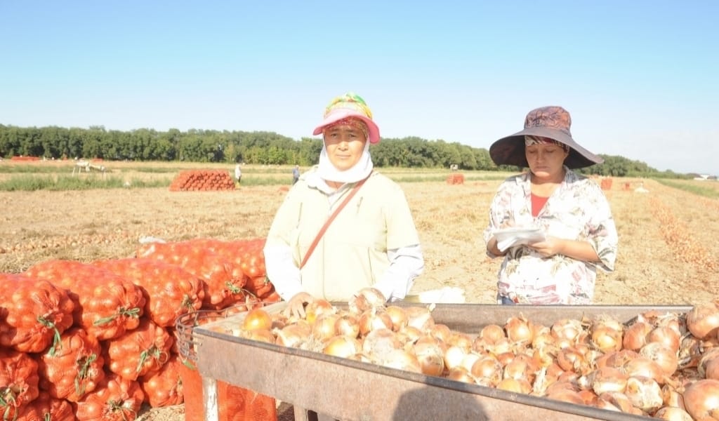 КӨКСУ АУДАНЫНДА ПИЯЗ, ҚЫЗАНАҚ, КАРТОП ӨСІРУШІЛЕРДІҢ ҚАТАРЫ АРТТЫ