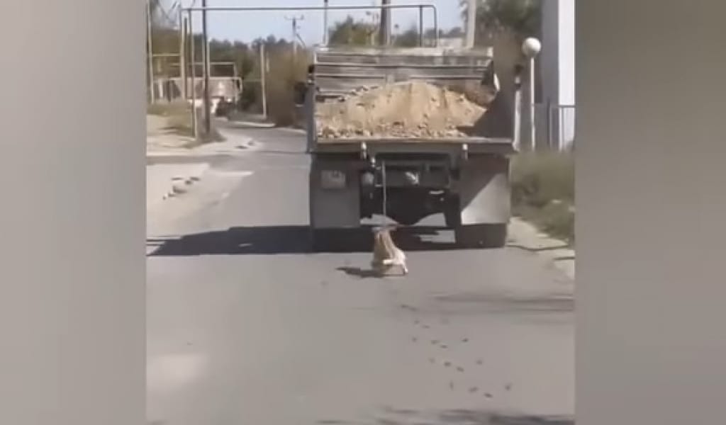 ИТТІ ЖҮК КӨЛІГІНЕ БАЙЛАП СҮЙРЕГЕН. ТАЛҒАРДАҒЫ ОҚИҒА ЕЛ-ЖҰРТТЫ ШОШЫТТЫ