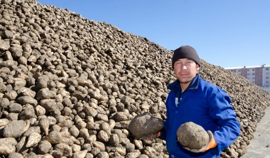 ҚАНТ ҚЫЗЫЛШАСЫН ӨСІРУДЕ ЖАҢА ТЕХНОЛОГИЯ ҚОЛДАНЫЛАДЫ - ЖЕТІСУ ОБЛЫСЫ
