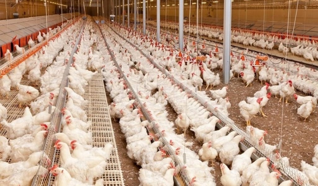 АЛМАТЫ ОБЛЫСЫНДА ЕКІ КЕЗЕҢ БОЙЫНША ІРІ ҚҰС ФАБРИКАСЫ САЛЫНАДЫ