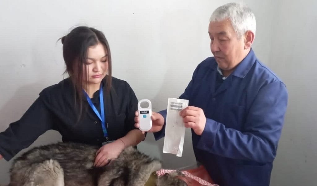 АЛМАТЫ ОБЛЫСЫНДА ИТТЕРГЕ ЧИП САЛУ ШАРАСЫ БАСТАЛДЫ - ВЕТЕРИНАРИЯ