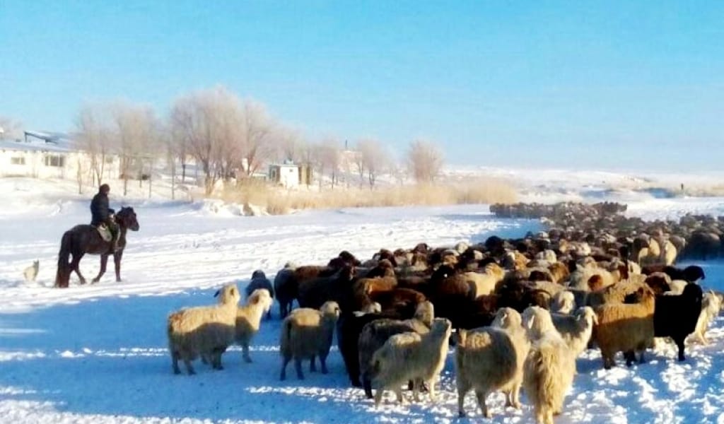 МАЛ ҚЫСТАТУ НАУҚАНЫ ОЙДАҒЫДАЙ МА?