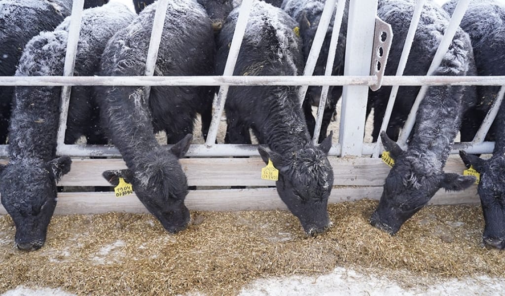 МАЛ БОРДАҚЫЛАП САТУ. ҰҚСАТА БІЛГЕН ҰТАДЫ