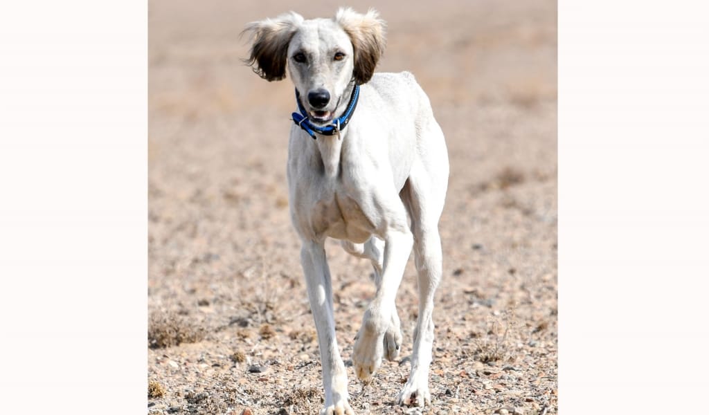 ҚАЗАҚЫ ТАЗЫНЫҢ ТАҒДЫРЫ