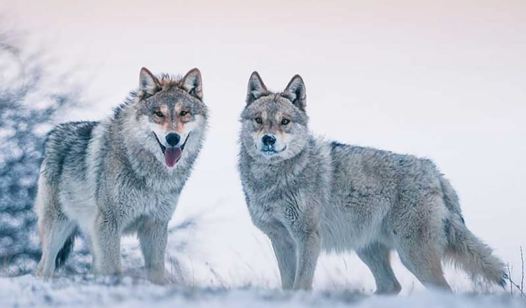 ҚАСҚЫРДЫҢ ҚАСИЕТІ