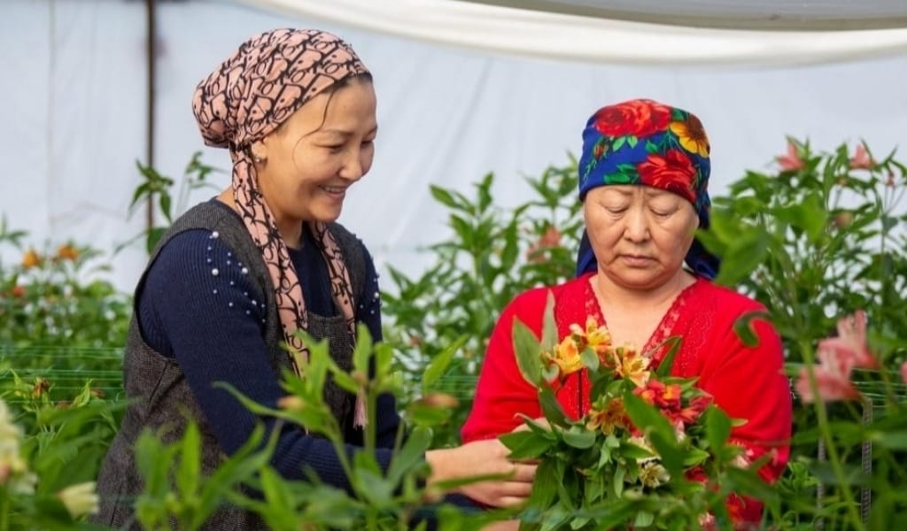 АЛЬСТРОМЕРИЯ АУЫЛДА ӨСЕДІ