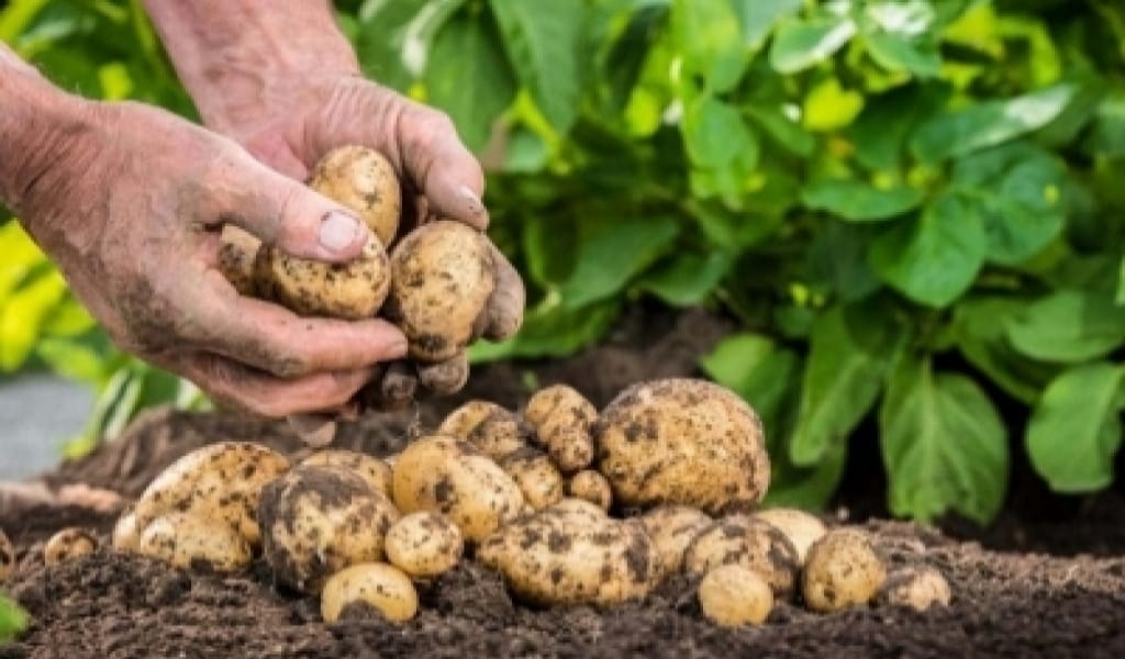 ЕСКЕЛДІ АУДАНЫНДА КАРТОП ӨҢДЕЙТІН КӘСІПОРЫН ЖОҚ