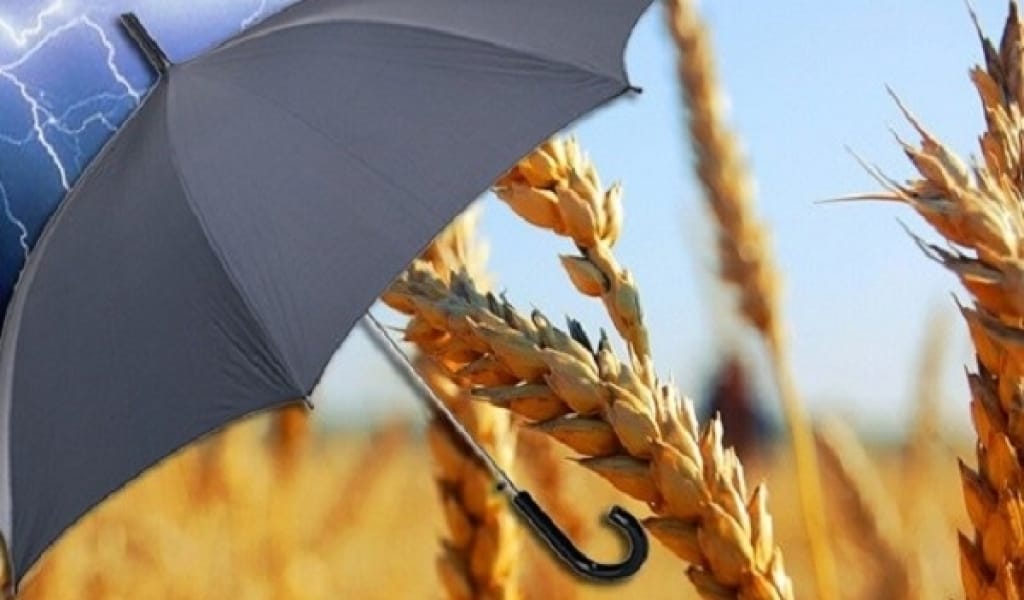 ҚАПЕР. ЕГІНДІ ДЕ САҚТАНДЫРА АЛАСЫЗ