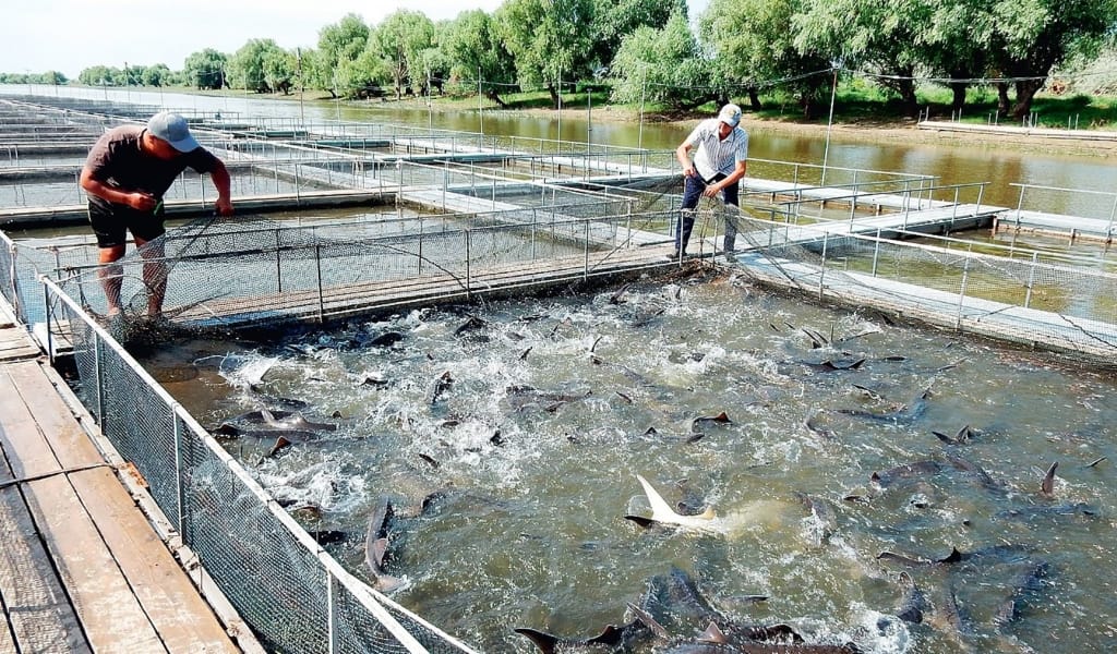 Балық өсіру кәсіпорындары қызметкерлерінің жалақысы екі есе өседі
