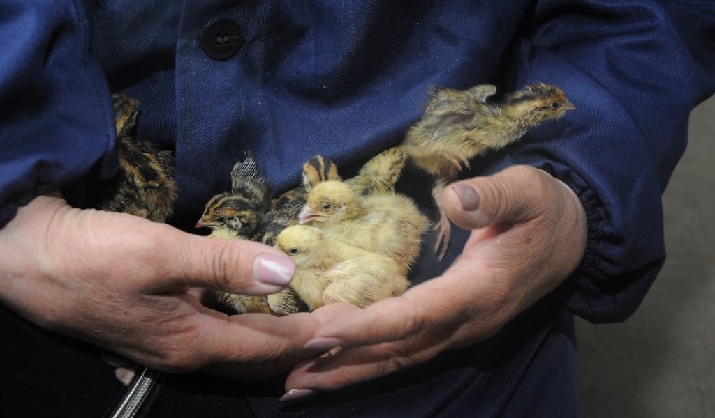 БӨДЕНЕ ӨСІРУ – БӨЛЕК БИЗНЕС