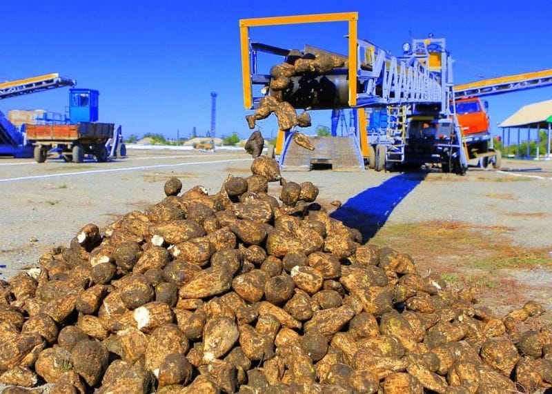 Қызылшашылар мерейі үстем