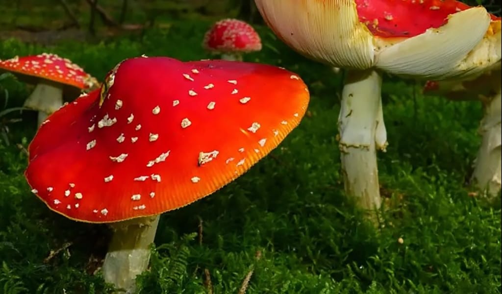 Міне, қызық! Саңырауқұлақты құрылысқа пайдаланбақшы