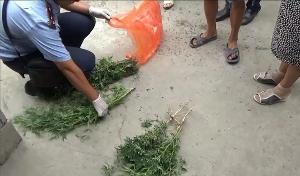 "Бұрын да жауапқа тартылған": Үйінің ауласында есірткі өсіргендер ұсталды